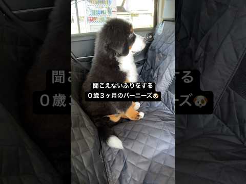 聞こえないふりをする 車から意地でも降りたくない犬🐶 #大型犬 #バーニーズマウンテンドッグ #0歳3ヶ月