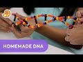 DNA Structure and Function Assessment