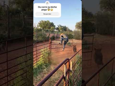 Você corre ou espera ❓❓😳 #fazenda #pecuarista #gado #vaca #agro