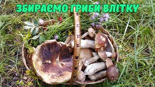 Супер збір грибів у секретному лісі. Гриби ростуть у липні!