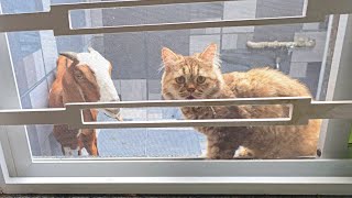 When stray cat brings home a new friend—along with her kittens.