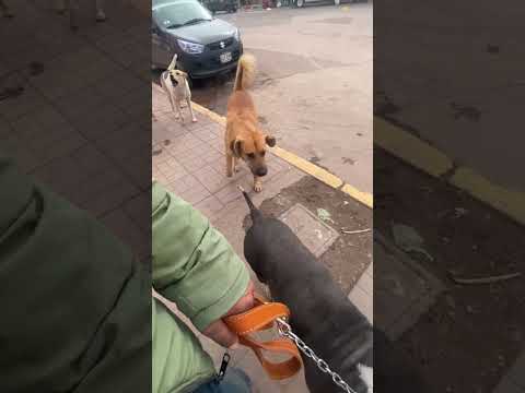 Americanbully ignra a los perros callejeros que n se cansan de ladrar. #pets #pitbull #dogcoach