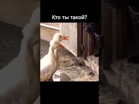 Гуси на рассказе #топ #юмор #лучшее