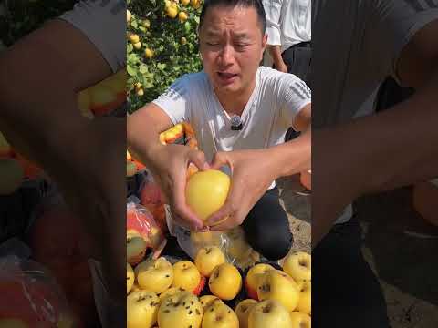 Golden Harvest: Experiencing the Rural Splendor of Sweet Apple Fruit
