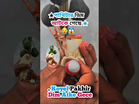 কোয়েলপাখি ডিম আটকালে কি করবেন জানুন😭🤔 #quail #birds #egg #incubator#birdfarm #wildlife #chicken