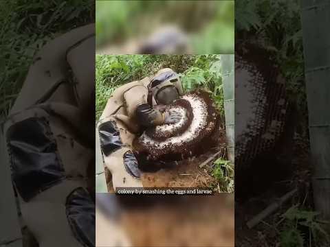 Epic Showdown: Humans vs. Deadly Asian Hornets