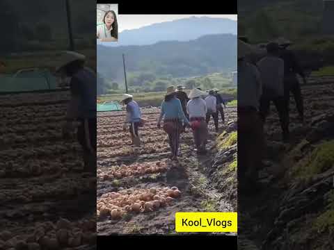 Cảnh Xuất khẩu sang Hàn Quốc làm nông #job #farming #work #china #vietnamese #farmer #farm