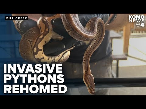 YouTube video thumbnail: Non-Native Pythons Found in Washington Nature Preserve Rehomed to Local Expert
