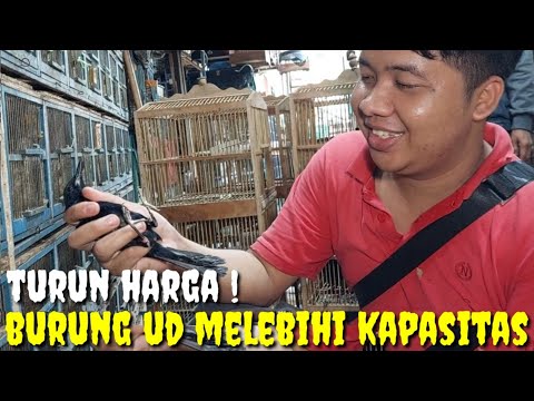 EDISI TURUN HARGA ! GARA2 KEBANYAKNYA BURUNG DAN GAK TAU MAU BUANG KEMANA