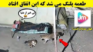 صحنه های عجیبی ضبط شده از حیوانات 😱 (قسمت - 17) | بازگشت جهان مدیا!
