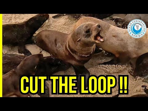 Seal Caught in Black Box Strap at Remote Torra Bay