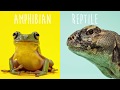 Reptiles vs. Amphibians Concepts