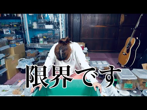 成虫掘り出し最中に涙が...