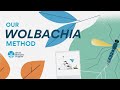 Understanding Aedes aegypti and Wolbachia