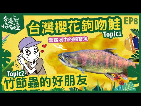 【台灣特有種】The small big 台灣櫻花鉤吻鮭｜披著樹皮外衣的擬態者-陳浩銘｜昆蟲擾西vs.博恩｜ - YouTube