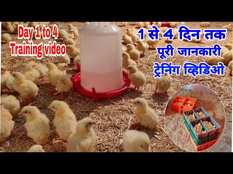 Broiler Training video Day 1 to 4 | पहले चार दिन क्या करे पूरी जानकारी