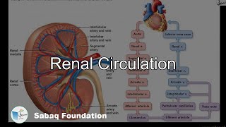 Renal Circulation
