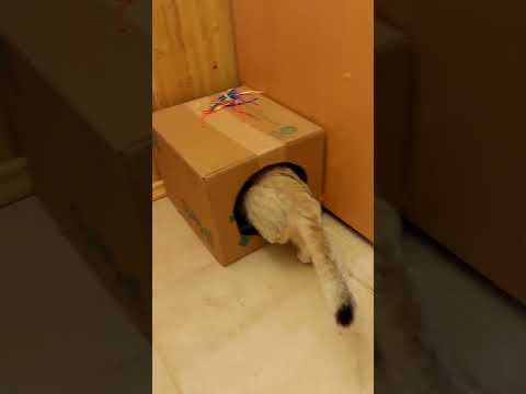 The cat stole someone else's kitten