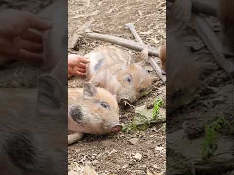 Piglets love to scratch their backs and their bellies. Green forest life #short
