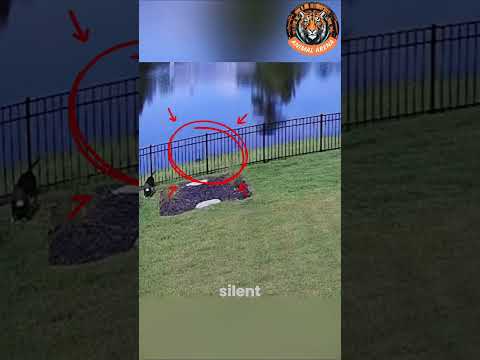 ⚠️ Puppy vs Crocodile: A Terrifying Close Call! 🐕🐊