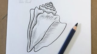 How to Draw a Sea Shell Step by Step | Pencil Drawing