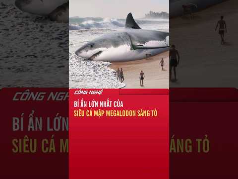 Bí ẩn lớn nhất của siêu cá mập Megalodon sáng tỏ