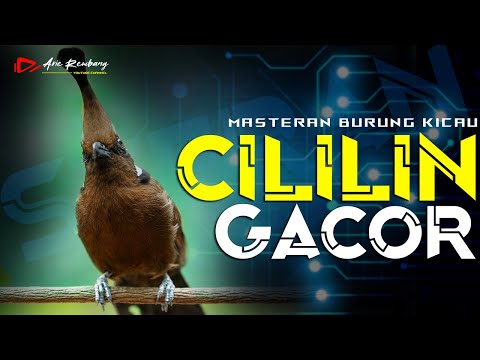 CILILIN GACOR DURASI PANJANG AUDIO BENING REAL VIDEO