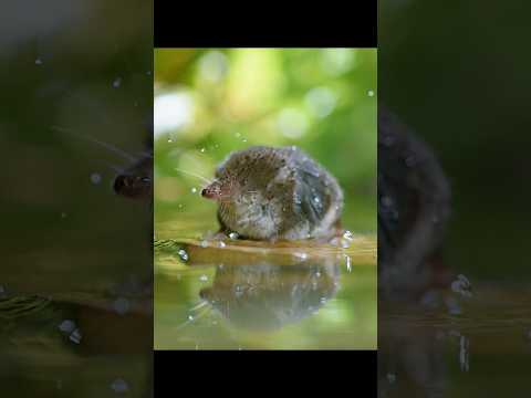 Mini Food Hunter: Blow bubbles, smell the aroma, and grab snacks underwater! #wildlife #animals