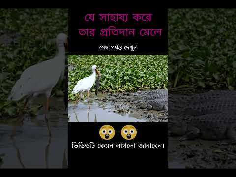 সাহায্য করলে প্রতিদান মেলে #সাহায্য #প্রতিদান #বকপাখি