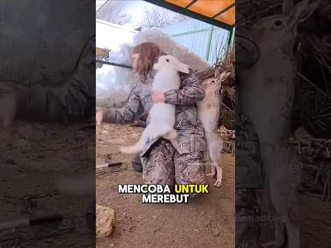 MOMEN KELINCI JANTAN MEREBUT KEKASIHNYA