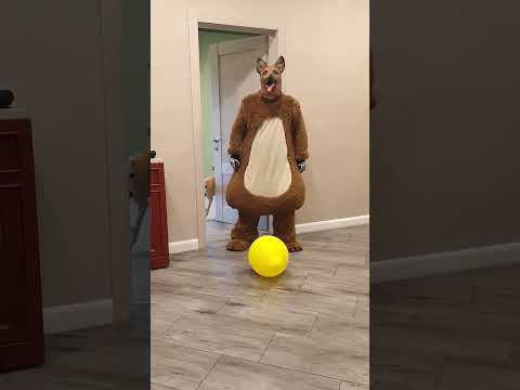 A big fat shaggy dog brings balloons to a pet