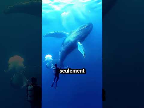 Faits sur les animaux qui vont vous épater #whale #ostrich #snail #kangoro #elephant #giraffe #rat