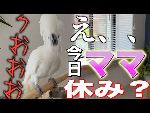 大好きなママが今日休みだったと知ったオウムの反応
