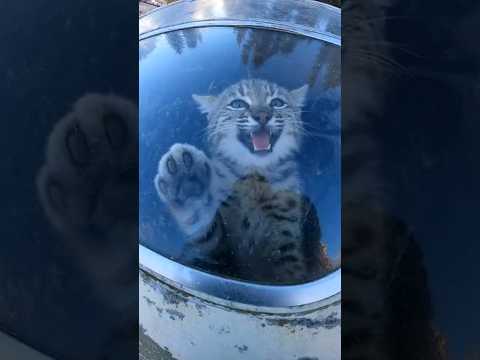 Forest Rescue: Lynx Cub Saved.