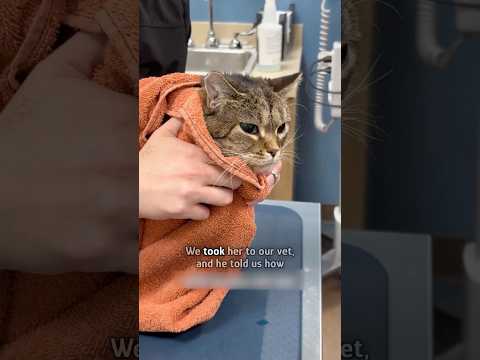 Chubby cat’s way to recovery #shorts