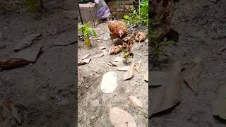 এক দিনের দেশি মুরগীর বাচ্চা #birds #animals #animallover