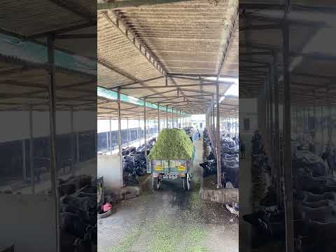 Girdhara dairy farm Surat Gujarat