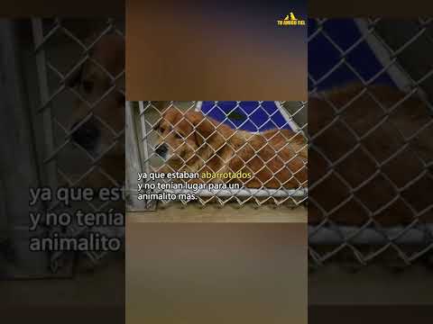PERRITO NO PARA DE ABRAZAR A LAS PERSONAS QUE LO RESCATARON | Tu Amigo Fiel