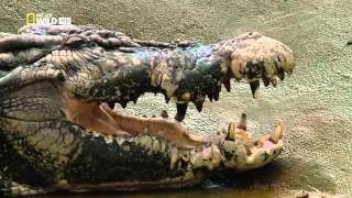 Nat Geo Wild HD Monster Crocodile Hunt HD Nature Documentary