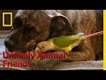 Understanding the Unique Friendship Between Merlin and Nola