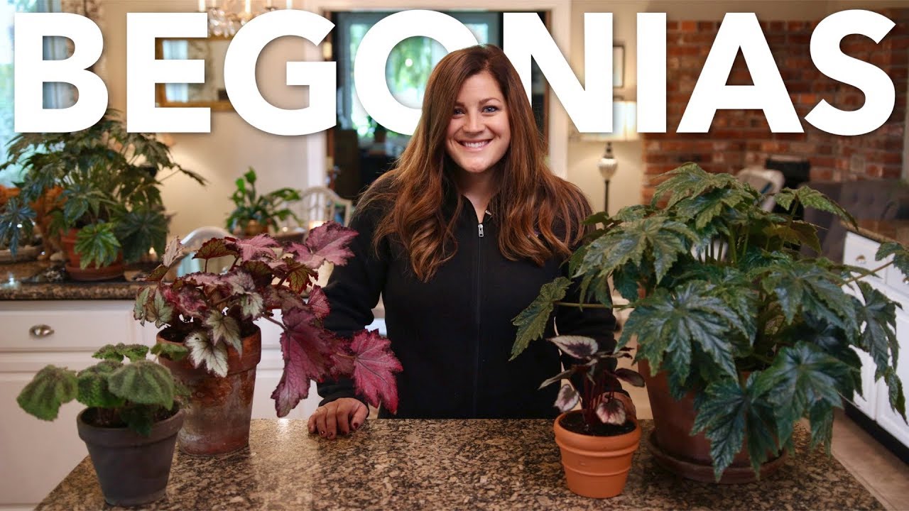 Indoor Begonia Care Guide