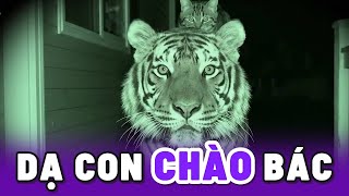 Khi Mèo dắt bạn về nhà chơi nhưng toàn là Giang Hồ Sở Thú 😂