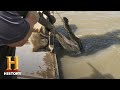 Alligator Hunting in Louisiana