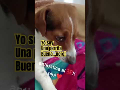 Perrita buena pero en ocasiones se altera! #universoincreible #perros #dogshorts #animals # #pets