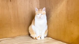 なぜか隅っこで落ち込んでいる猫