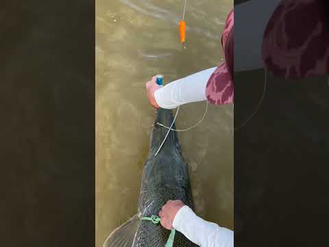 I Never Want To Gut Hook Another Alligator Gar Ever Again