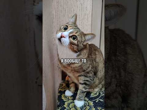 РАЗГОВОР С АЛИСОЙ: КВАДРОБЕР🤣 #котики #cat #алиса