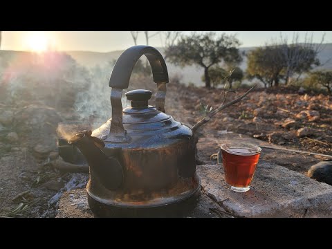 طلعنا على أرضنا والاطفال طاير عقلهم بالزيتون وعملت أغلا كاسة شاي بالعالم☺️