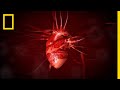 Exploring the Anatomy and Function of the Human Heart