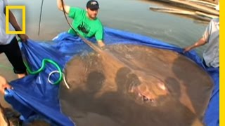 The dolphins share their home with this MONSTER stingray! It weighs more than 400kg. Watch it in action!